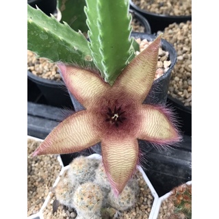 หน่อเด็ดสดเก๋งจีนปลาดาว Huernia cactus ความยาว 5-6 ซม.