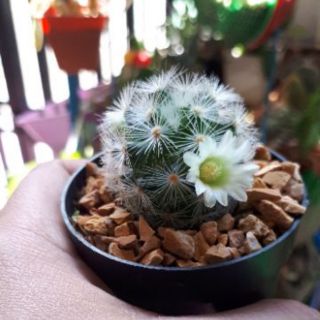 ต้นกระบองเพชร,แคคตัส Mammillaria Carmenae  Cactus คามิเน่หนามขาว