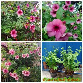 (ขาย ต้นพันธุ์) ต้น ดอก บานบุรีสีม่วง - Purple Allamanda บานบุรี สีม่วง เบนซ์