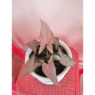 ต้นเงินไหลมาชมพู-Pink Syngonium พร้อมส่ง