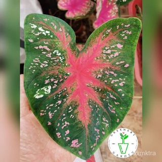 New Variety Caladium Pink花园/生菜/头饰/木瓜/内裤/手链/文胸/玫瑰/鲜花/种子/ OBUT
