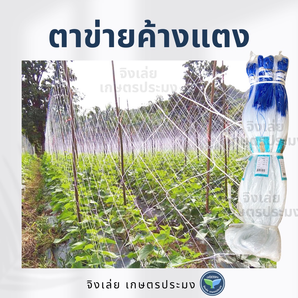 ตาข่ายแตง อวนแตง ดางแตง ค้างแตง ค้างมะระ อวนมะระ อวนค้างแตง ตาข่ายปลูกผัก
