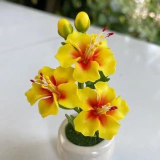 **พร้อมส่ง** ดอกชบาจิ๋ว ดอกชบาแดง ดอกชบาถวายพระพิฆเนศ **กระถางละ 50 บาทเท่านั้น !! **
