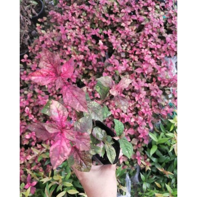 TLP​ ต้นเพชรพลอย​ ไม้ทรงพุ่มใบสีชมพูน่ารัก​