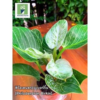 ฟิโลเดนดรอน เบอร์กิ้น (Philodendron Birkin) ต้นไม้ในบ้าน ไม้ฟอกอากาศ