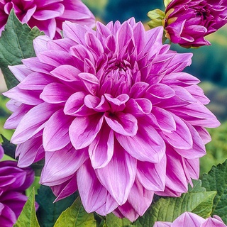 1 เหง้า/ชุุด รักเร่ Dahlia สายพันธุ์ Lilac Time หัวรักเร่ ดอกไม้ ดอกรักเร่ เหง้า นำเข้า ยุโรป หัวสดใหม่