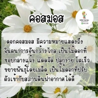 เมล็ดพันธุ์คอสมอสสีขาว 300เมล็ด
