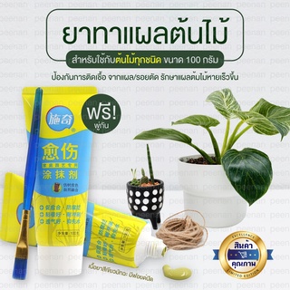 **พร้อมส่งยาทาแผลต้นไม้ ฟรีพู่กัน ขนาด 100 กรัม ป้องกันการติดเชื้อ ผสานแผลได้เร็วขึ้น ใช้ได้กับต้นไม้ทุกชนิด