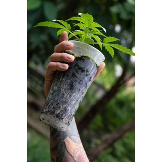 Great White Mycorrhizae พรีเมี่ยม ไมคอไรซ่า ปุ๋ย เร่ง ราก ระเบิด ราก เชื้อรา เร่งราก