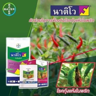 นาติโว75WG ขนาด 250 กรัม( ทีบูโคนาโซล  + ไตรฟลอกซีสโตรบิน 50 % + 25 % WG)สารป้องกันกำจัดเชื้อรา เม็ดด่าง ใบจุด ราแป้ง ใช