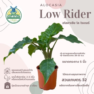 Alocasia Low Rider (อโลคาเซีย โล ไรเดอร์)