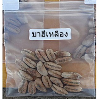 เมล็ดพันธุ์ อินทผาลัม (Date palm) 10 เมล็ด