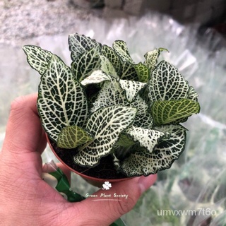 GPS Green Plant Society Fittonia Indoor Plant (Terrarium Plant ) 网纹草通心菜/香菜/男装/内裤/母婴/帽子/手链/芹菜/苹果/种子/ PGIX