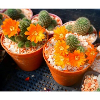 🌵 Rebutia รีบูเทียดอกสีส้ม กระบองเพชร cactus  🌵