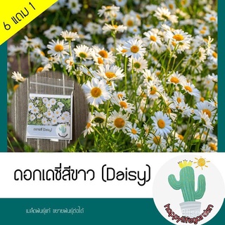 （มีของแจก）เมล็ดพันธุ์ เดซี่ [สีขาว] ดอกเดซี่ เดซี Daisy SETK