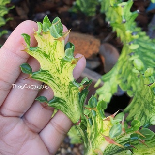 📌ขอดูต้นไม้ได้หลังกดออเดอร์จ้า📌ยูโฟเบียด่างเขียวเหลือง (Euphoria trigona variegata) สลัดไดด่างลายสวยๆ📌ตัดสดตามขนาด