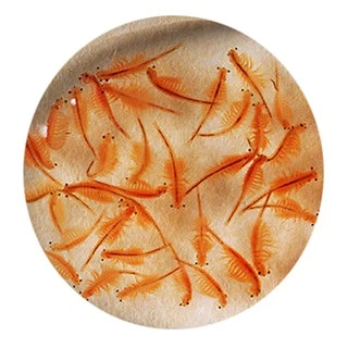 SK ไข่อาร์ทิเมีย กระปุกสีขาว เลี้ยงลูกปลา พ่อแม่พันธ์ุ Artemia Cysts 50 g.