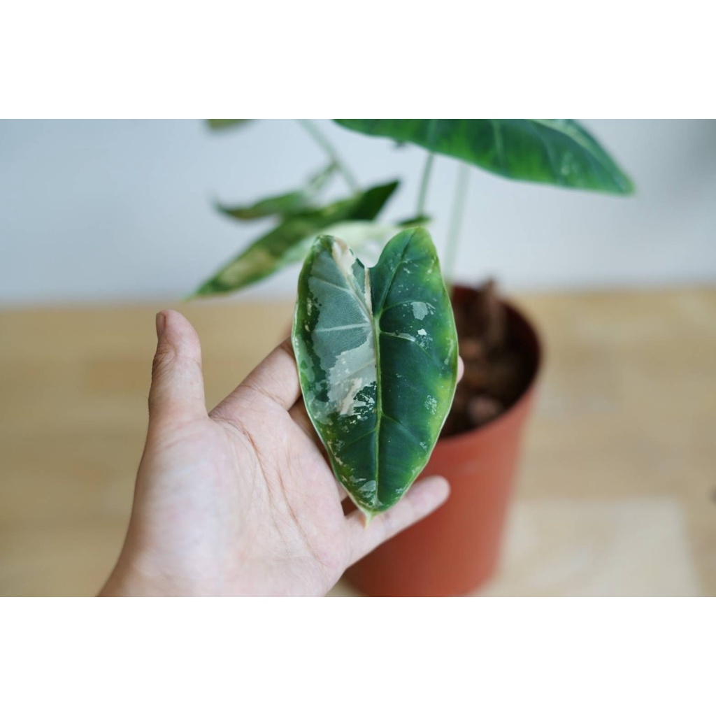 มุมมอง 4