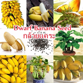 ต้นกล้วยแคระ Dwarf Banana Seeds 50pcs/bag เมล็ดพันธุ์ผลไม้ ไม้ประดับ พันธุ์ไม้ผล ต้นไม้ ต้นไม้ประดับ ต้นไม้ฟอกอากาศ