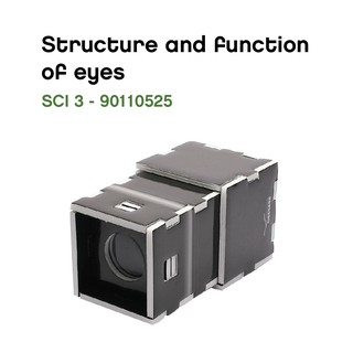 Structure and function of eyes (90110525)