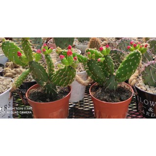 โอพันเทีย Opuntia Quitensis แพดชำมีราก ต้นใหญ่