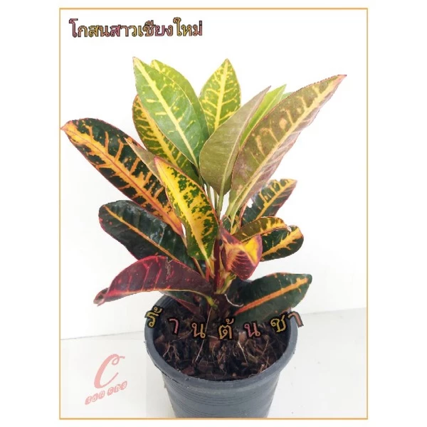 โกสนสาวเชียงใหม่ กระถาง 6 นิ้ว