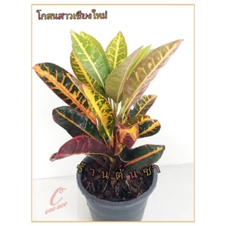 โกสนสาวเชียงใหม่ กระถาง 6 นิ้ว