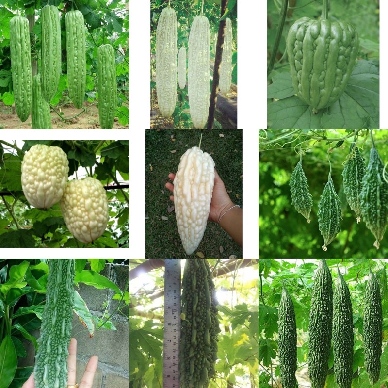 เมล็ดพันธุ์ มะระ bitter gourd seeds / มะระหัวใจ สีเขียว BALSAM PEAR GREEN HEART / มะระขี้นก / มะระจีนสีขาว ลูกใหญ่