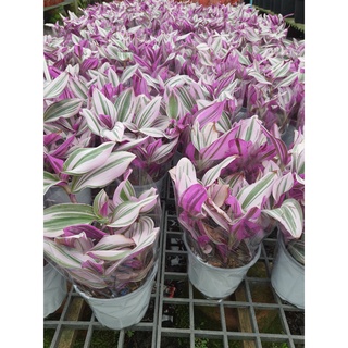 ต้นสายใยรัก ด่างชมพู หรือ ต้นก้ามปูหลุดด่างชมพู Tradescantia sillamontana ไม้มงคล จัดส่งพร้อมกระถาง4นิ้วไ