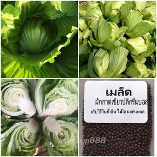 เมล็ดผักกาดเขียวปลี ราคา 9 บาท [10 แถม 1]