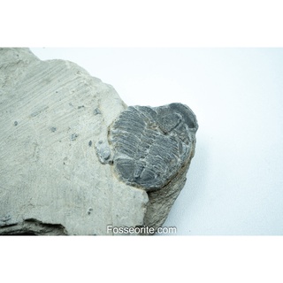 [อายุกว่า 505 ล้านปี!!!] #60 ฟอสซิล ไทรโลไบต์ Elrathia Kingi Trilobite ของแท้ ขนาดเล็ก บน Matrix จาก USA