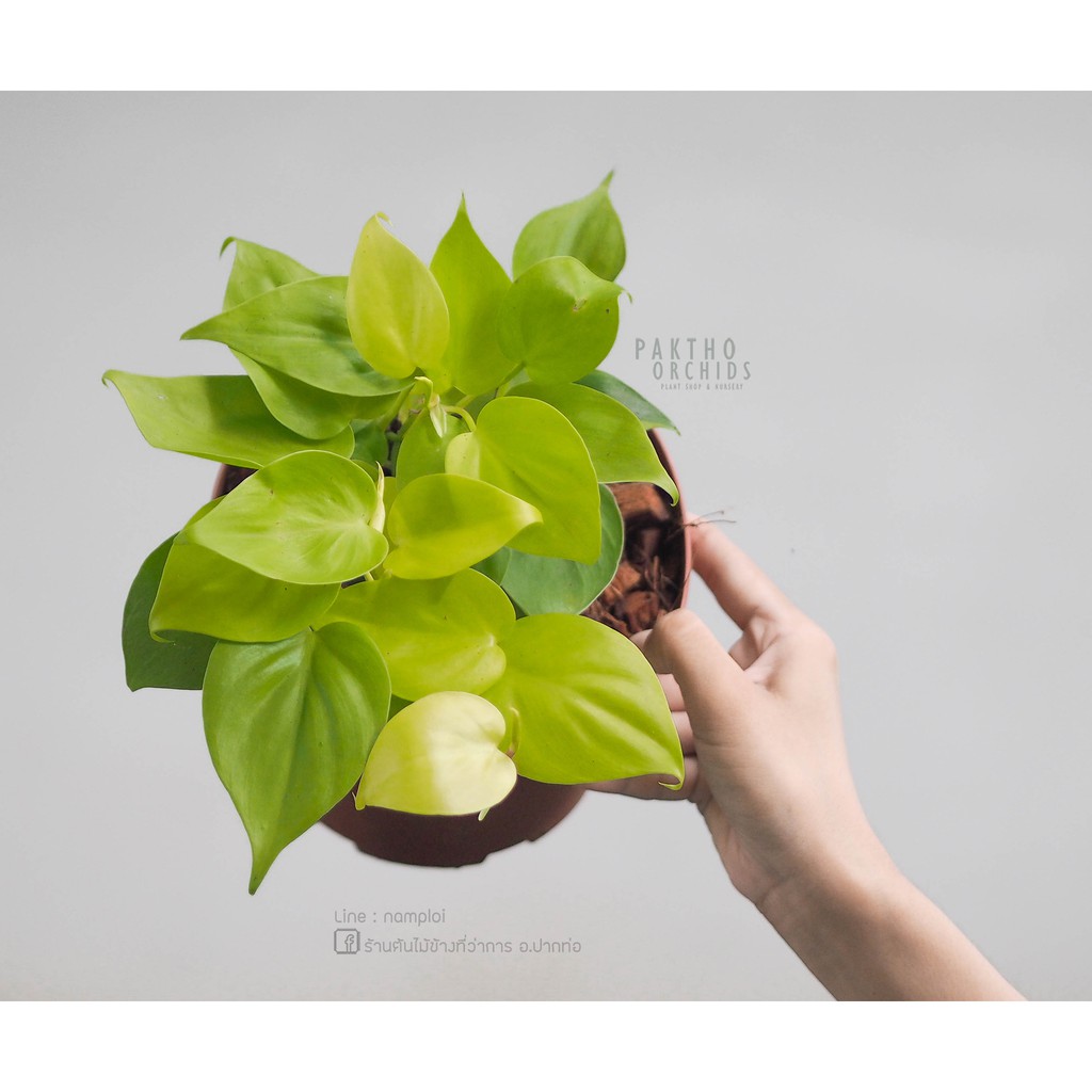 Philodendron hederaceum ‘Lemon Lime’