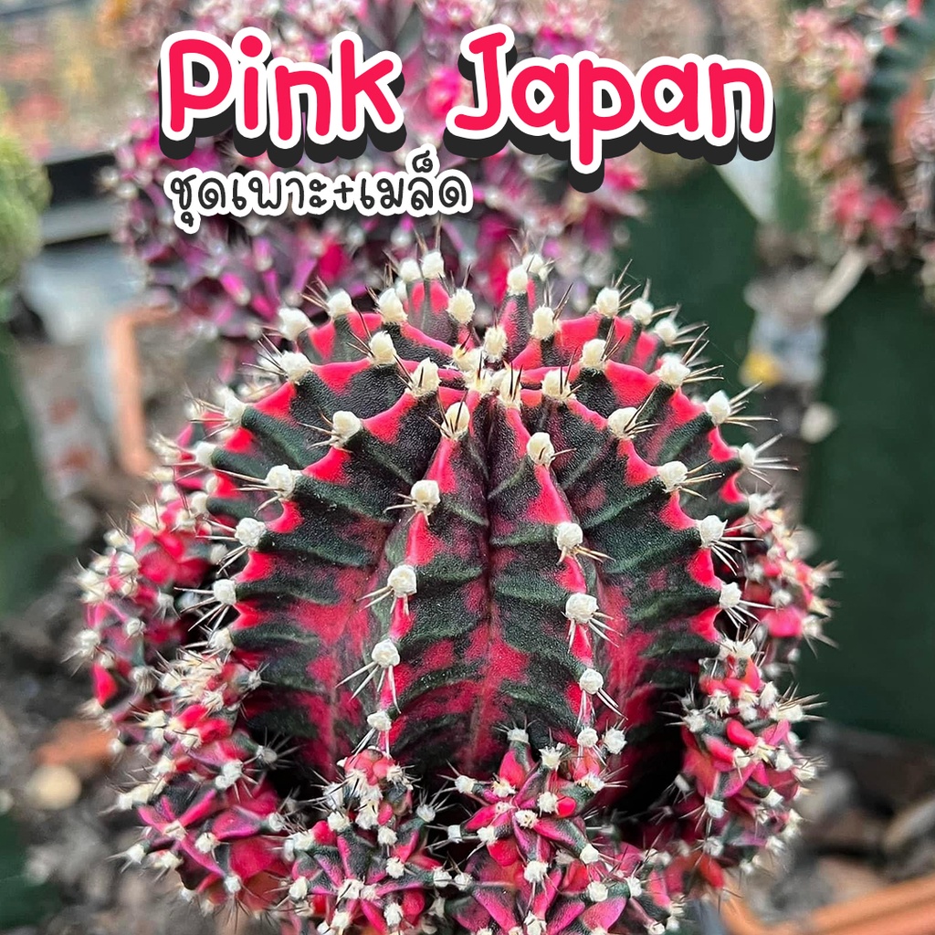ชุดเพาะเมล็ดยิมโน Pink Japan x Neon กระบองเพชร/แคคตัส
