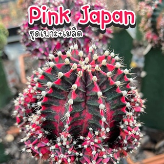 ชุดเพาะเมล็ด Pink Japan ❤️ (Pink Japan ผสม LB2178) 🌵กระบองเพชร/แคคตัส 🌵