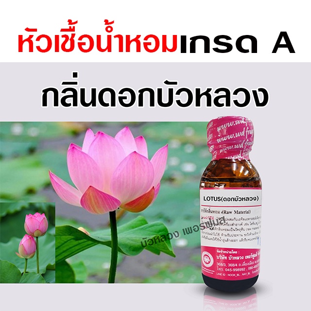 หัวเชื้อ น้ำหอมแท้ 100 % กลิ่นดอกบัวหลวง 30 ml. เข้มข้น หอมดอกไม้ {{ พร้อมส่ง }} 🚚🚚 - Bualuang Perfume