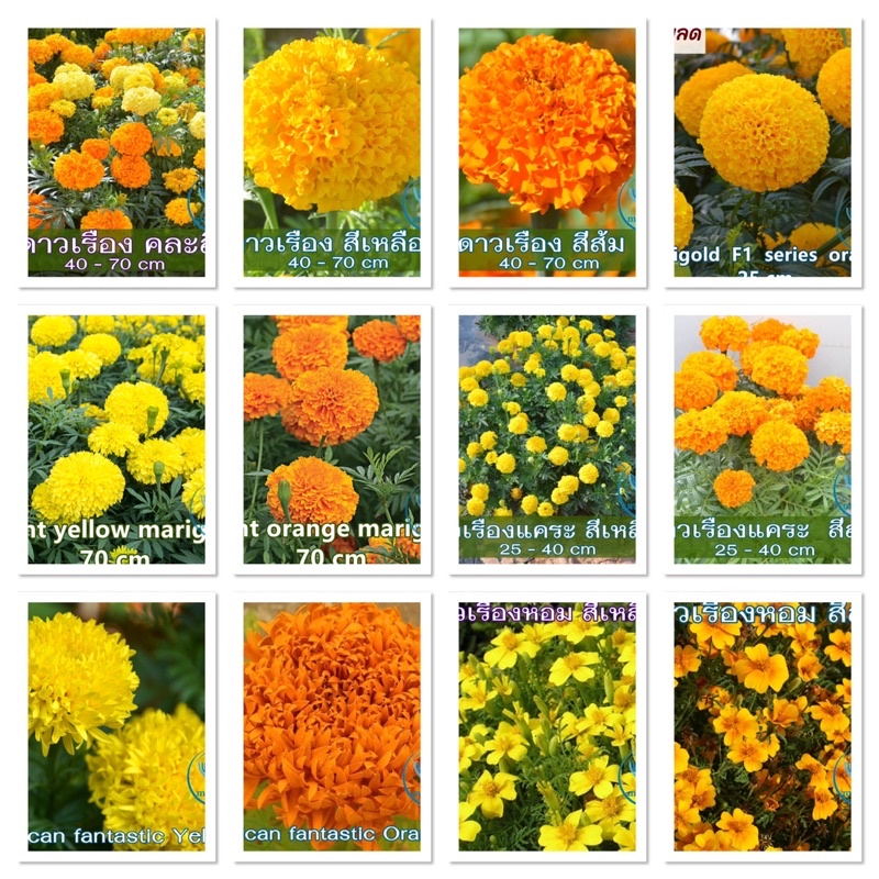 เมล็ด ( Marigold Flower Seed ) ดอกดาวเรือง 100+เมล็ด (OP) / 15เมล็ด(F1) ดาวเรืองดอกจัมโบ้  ดาวเรืองหอม ดาวเรือง