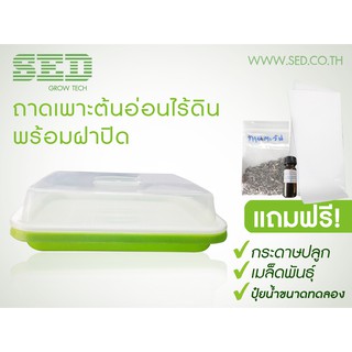 ถาดพลาสติกเพาะต้นอ่อนพร้อมฝาปิด ผักไมโครกรีน Microgreen Tray สีเขียวขนาด 240x305x50 มม.โดยไม่ใช้ดิน ทานตะวัน โต้วเหมี่ยว