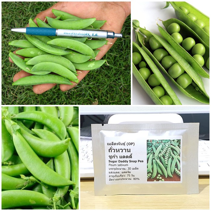 เมล็ดพันธุ์ ถั่วหวาน, ถั่วลันเตาหวาน (Sugar Daddy Snap Pea Seed) บรรจุ 25 เมล็ด คุณภาพดี ของแท้ 100%