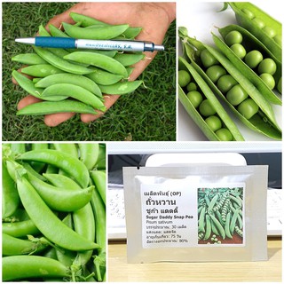 เมล็ดพันธุ์ ถั่วหวาน, ถั่วลันเตาหวาน (Sugar Daddy Snap Pea Seed) บรรจุ 30 เมล็ด คุณภาพดี ของแท้ 100%