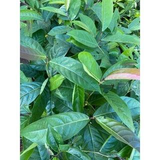 ต้นมันปู☘ใบมันปู☘ใบกินยอด 🌳