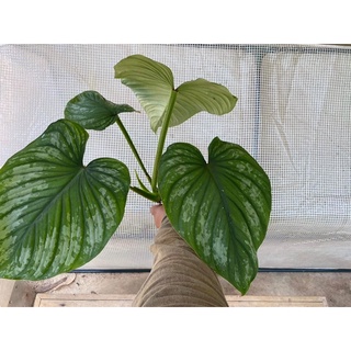 ฟิโลเดนดรอน มาเมอิ ซิลเวอร์คราวด์ หรือเมไมอิ Philodendron Mamei Silver Cloud ไม่ใช่ไม้อนุบาลนะครับผม ไม้ฟอกอากาศ