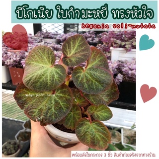 ♠️♥️บีโกเนีย ใบกำมะหยี่รูปหัวใจ begonia soli-mutata (ไม้ฟอร์มกอสวย ไม้ในร่ม ออกดอกตลอด)♥️♠️