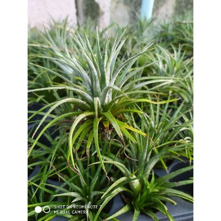 Tillandsia ionantha Fuego : สับปะรดอากาศ ทิลแลนด์เซีย ไอโอนันทา : ดอกสีม่วง