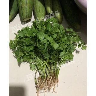 เมล็ด ผักชี ผักพื้นบ้าน เมล็ดผัก ผักสวนครัว ราคาถูก 10 บาท Coriander