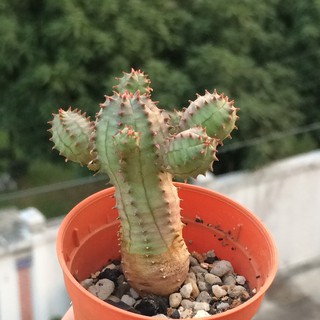 Euphorbia Pseudo Globosa (นักกล้าม)