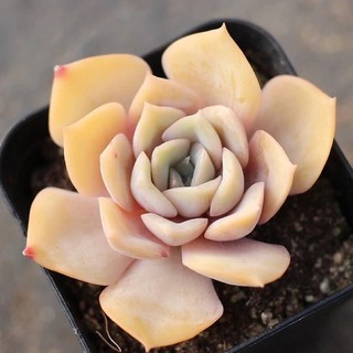 💛Echeveria Metaphor💛