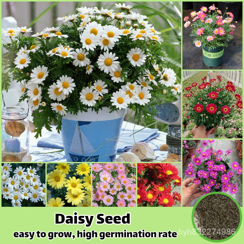 ปลูกง่าย เมล็ดนำเข้า ถูกที่สุด300เมล็ด/ห่อ บอนสี เมล็ดพันธุ์ ดอกเดซี่ Daisy Flower Seed เมล็ดดอกไม้สวย ต้นไม้ประดับ ต้นไ