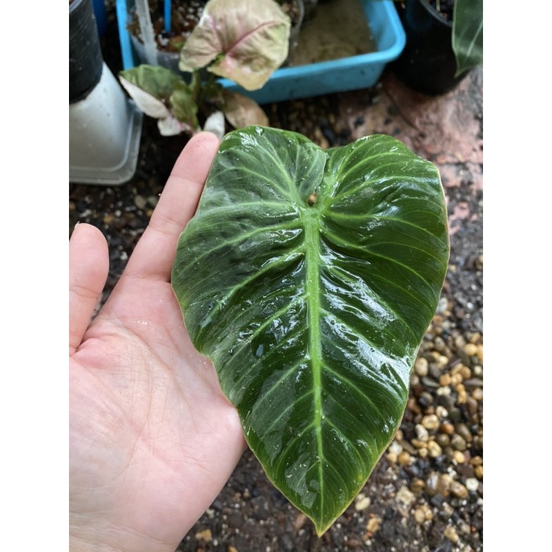 Philodendron El choco red