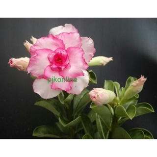 กู๊ดลัค good luck ต้นชวนชม ดอกซ้อน หลายสายพันธุ์ adenium desert rose plant