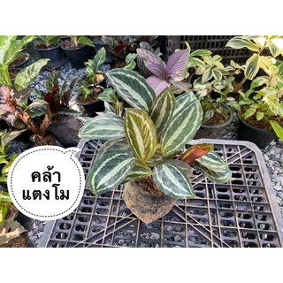 คล้าแตงโม Calathea picturata